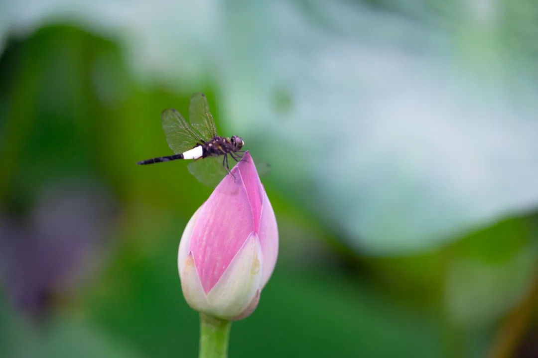 北大的夏，，等你的荷
