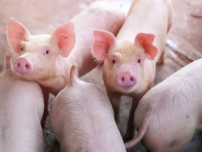 九州ku酷游·(中国)官方网站